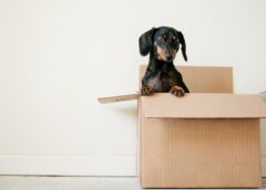 Hire a Moving Crew for a Stress-Free Move with Pets and Children